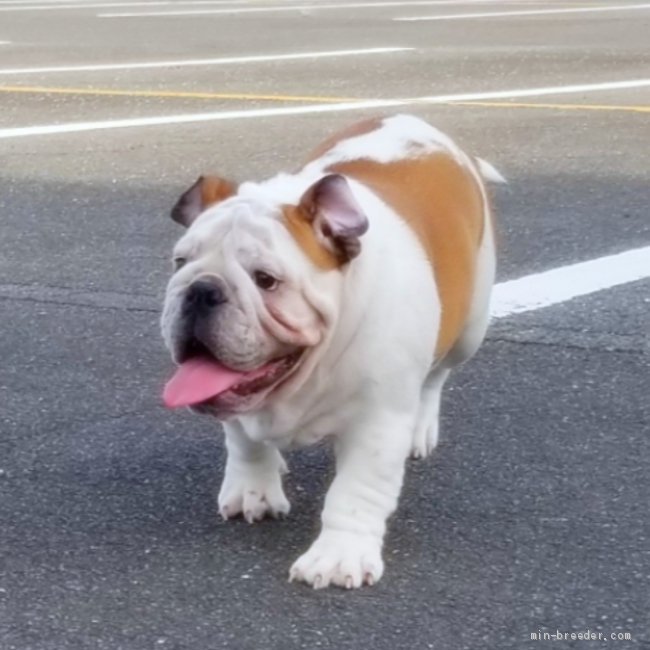 ブルドッグ【・男の子・2018年11月6日・ホワイト&amp;レッド】