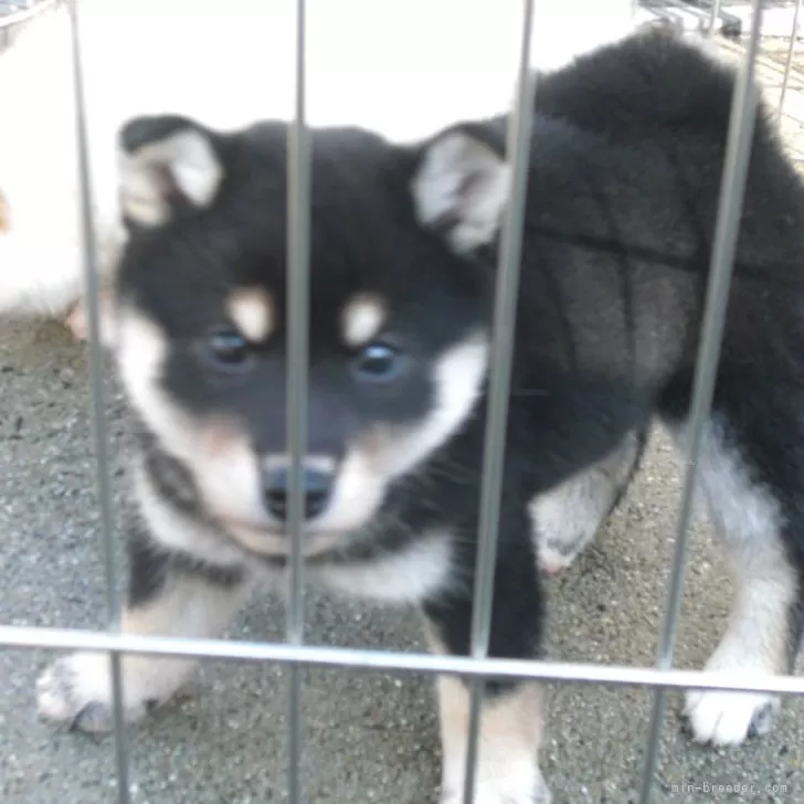 ID：2412-02194の子犬