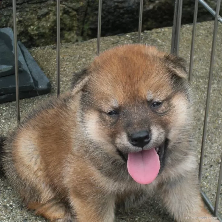 豆柴【京都府・男の子・2025年6月11日・極小豆柴 天然記念物  赤 アカ あか】の写真1