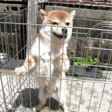 柴犬(標準サイズ)【京都府・男の子・2024年8月20日・極小豆柴 天然記念物  アカ 3キログラム】の写真「天然記念物　赤豆柴　賢く愛嬌があります　体重3㌔」