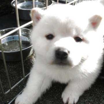 柴犬(豆柴)【京都府・男の子・2025年4月3日・極小豆柴 天然記念物  白  稀少5%】の写真「天然記念物　白豆柴　賢く愛嬌があります　希少5%」