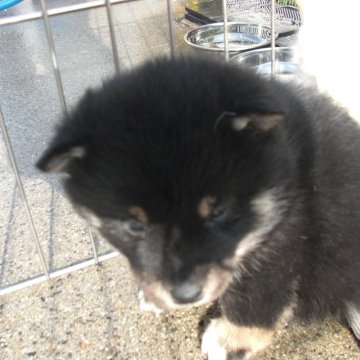 柴犬(豆柴)【京都府・女の子・2024年12月1日・極小豆柴 天然記念物  黒  クロ くろ】の写真「天然記念物　黒豆柴　賢く愛嬌があります　希少10%」