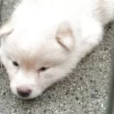 豆柴