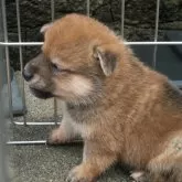 豆柴【京都府・男の子・2025年6月11日・極小豆柴 天然記念物  赤 アカ あか】の写真2