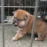 豆柴【京都府・男の子・2025年6月11日・極小豆柴 天然記念物  赤 アカ あか】の写真3