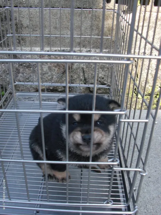 ID：2102-03174の子犬