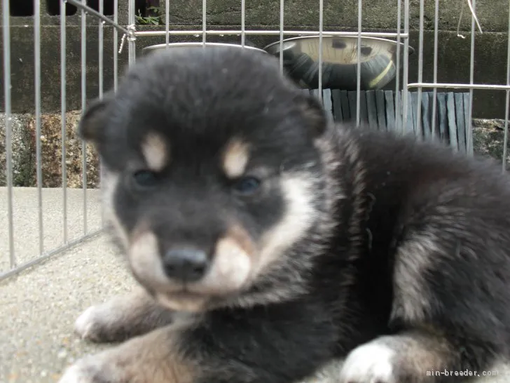 ID：2009-03223の子犬