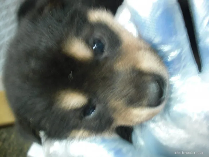 ID：2108-00918の子犬
