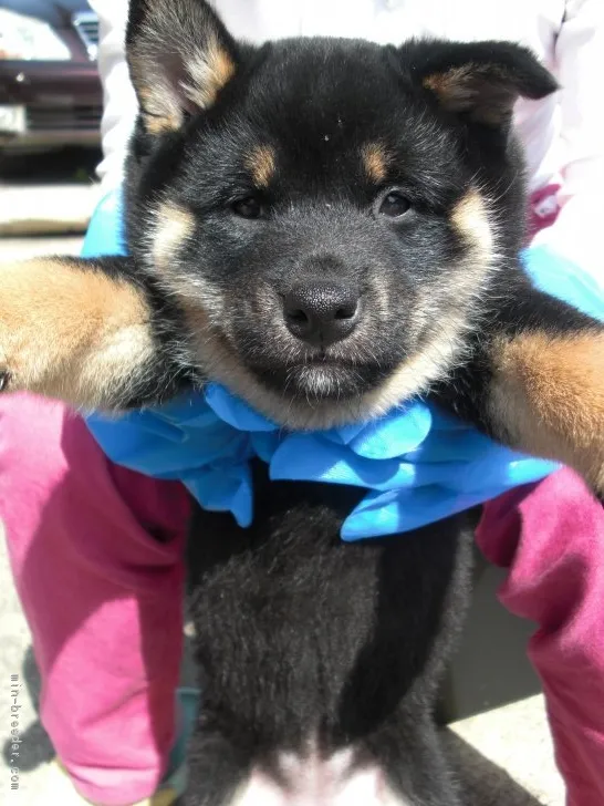 ID：1803-02679の子犬