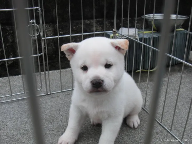 ID：2001-00410の子犬