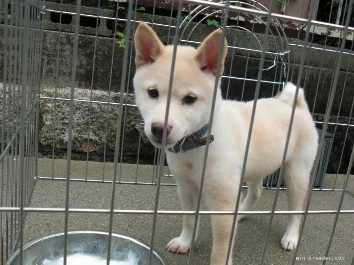 ID：2008-01565の子犬