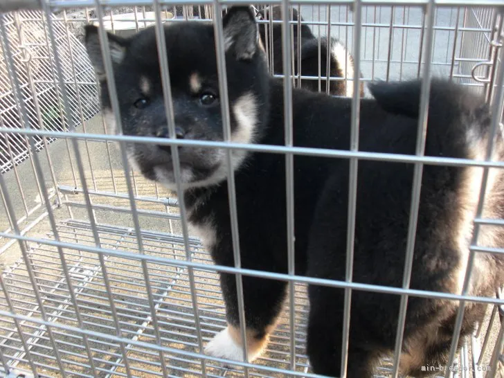 ID：2101-00365の子犬