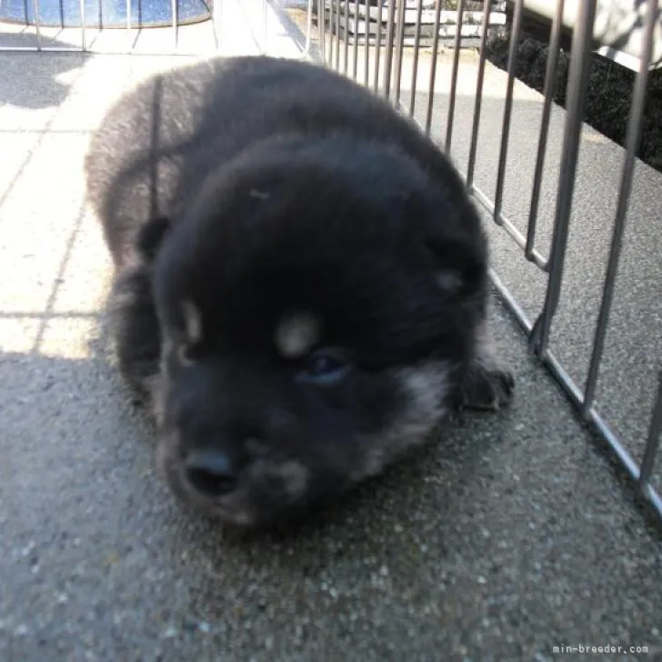 ID：2211-03616の子犬