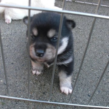 柴犬(豆柴)【京都府・女の子・2023年11月15日・極小豆柴 天然記念物  黒  クロ くろ】の写真「極小豆柴　天然記念物。かしこい黒柴です稀少10％」