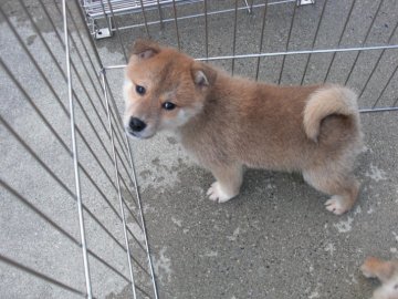 柴犬(豆柴)【京都府・男の子・2020年10月29日・赤 アカ あか】の写真「天然記念物。とてもかしこい赤柴です。」