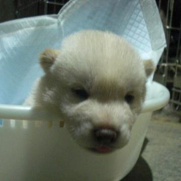 柴犬(標準サイズ)【京都府・女の子・2022年10月5日・天然記念物 白  しろ シロ】の写真「天然記念物。とてもかしこい白柴です。稀少。5％。」