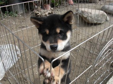 柴犬(豆柴)【京都府・男の子・2019年11月25日・黒 クロ くろ】の写真「天然記念物柴犬 純粋な希少な黒豆柴です。」