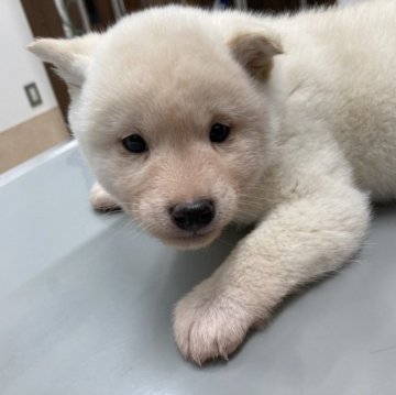 柴犬(豆柴)【京都府・男の子・2022年11月11日・白】の写真「賢い白豆柴です。」