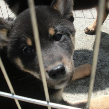 柴犬(豆柴)【京都府・女の子・2023年1月31日・黒 クロ】の写真「天然記念物　黒豆柴　稀少１０パーセント」