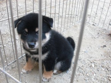 柴犬(標準サイズ)【京都府・女の子・2019年8月29日・黒】の写真「とてもかしこい黒柴です。稀少。１０％しかいない。」