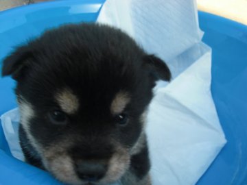 柴犬(豆柴)【京都府・男の子・2021年1月26日・黒 クロ くろ】の写真「天然記念物。とてもかしこい黒柴です。稀少。10％。」