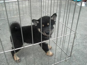 柴犬(豆柴)【京都府・女の子・2019年10月13日・黒柴】の写真「天然記念物柴犬 純粋な希少な黒豆柴です」