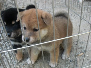 柴犬(標準サイズ)【京都府・男の子・2019年8月29日・胡麻みたいな赤】の写真「とてもかしこく、わいらしいです。人なつっこいです。」