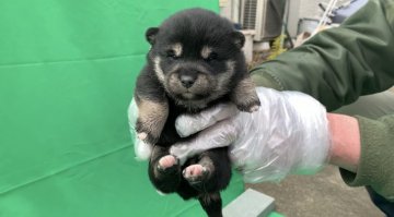 柴犬(豆柴)【京都府・男の子・2022年1月13日・天然記念物 黒 クロ くろ】の写真「天然記念物。とてもかしこい黒柴です。稀少。10％。」
