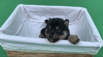 柴犬(豆柴)【京都府・男の子・2022年3月12日・天然記念物 黒 クロ くろ】の写真「天然記念物。とてもかしこい黒柴です。稀少。10％。」