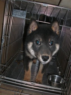 柴犬(豆柴)【京都府・男の子・2020年9月3日・黒 クロ くろ】の写真「天然記念物とてもかしこい黒柴です。稀少。」