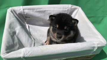 柴犬(豆柴)【京都府・女の子・2022年3月13日・天然記念物 黒 クロ くろ】の写真「天然記念物。とてもかしこい黒柴です。稀少。10％。」