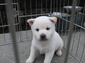 柴犬(豆柴)【京都府・男の子・2019年11月25日・白 しろ シロ】の写真「天然記念物柴犬 純粋な希少な白豆柴です。」