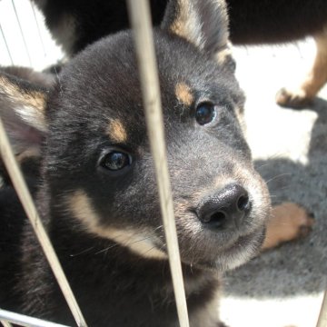 柴犬(豆柴)【京都府・男の子・2023年1月31日・黒 クロ】の写真「天然記念物　黒豆柴　稀少１０パーセント」