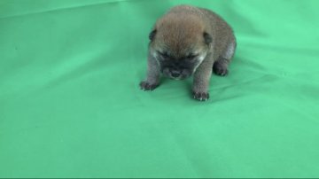 柴犬(豆柴)【京都府・男の子・2021年12月23日・とても小さいです。赤 アカ】の写真「天然記念物。とてもちいさい豆赤柴です。賢い。」