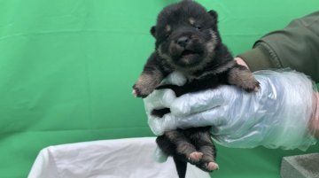 柴犬(豆柴)【京都府・女の子・2022年3月13日・黒 クロ くろ】の写真「天然記念物。とてもかしこい黒柴です。稀少。10％。」