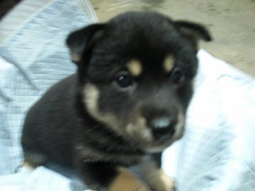 柴犬(豆柴)【京都府・女の子・2022年2月11日・黒 クロ くろ】の写真「天然記念物。とてもかしこい黒柴です。稀少。10％。」