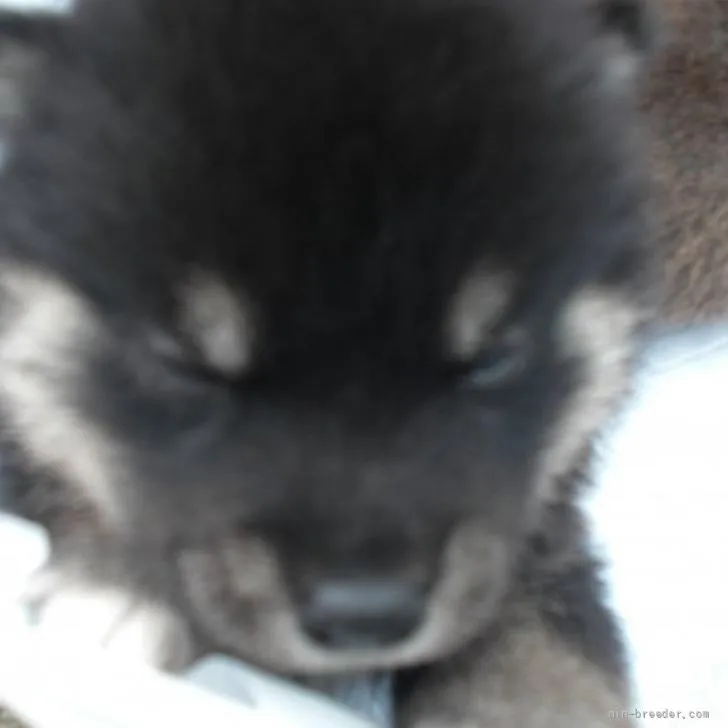 ID：2206-01087の子犬