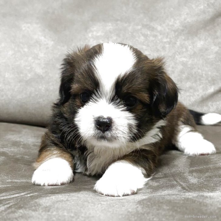 ブリーダー画像