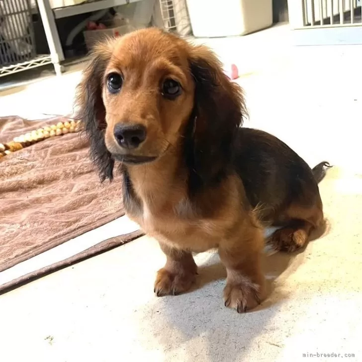 ちいちゃん 様のお迎えした子犬