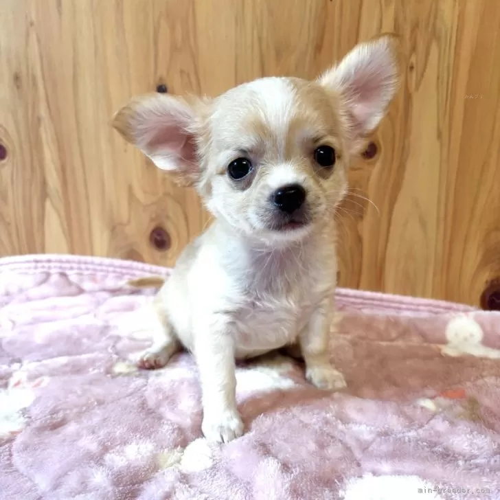 T.S 様のお迎えした子犬