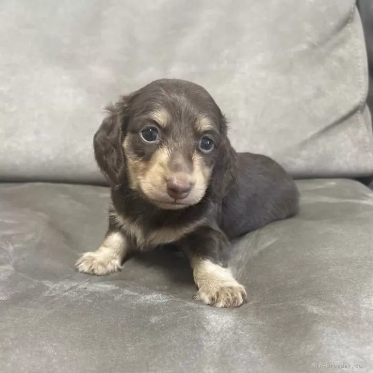 y 様のお迎えした子犬