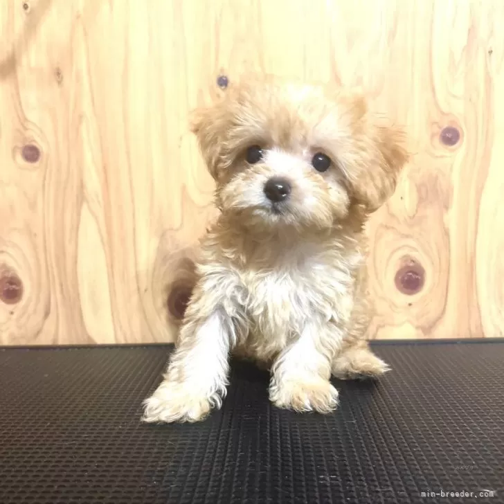 チワプー(チワワ×トイプードル)【高知県・女の子・2025年9月2日・アプリコット】の写真1
