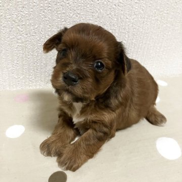ポメプー(ポメラニアン×トイプードル)【高知県・男の子・2025年7月16日・レッド】の写真「丸々コロコロ」