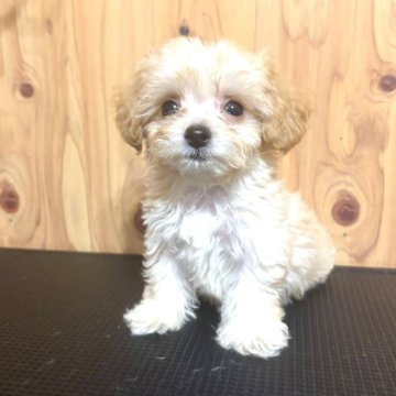 チワプー(チワワ×トイプードル)【高知県・男の子・2025年9月2日・クリーム】の写真「小さな天使♡」