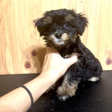 チワプー(チワワ×トイプードル)【高知県・男の子・2025年9月2日・ブラックタン】の写真「綺麗なカラーのチワプーくん🎵」