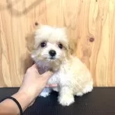 チワプー(チワワ×トイプードル)【高知県・男の子・2025年9月2日・クリーム】の写真1