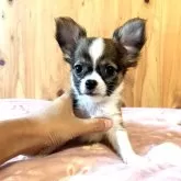 チワワ(ロング)