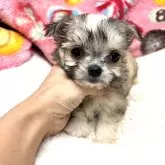 チワマル(マルチーズ×チワワ)【高知県・女の子・2024年12月18日・フォーン&ホワイト】の写真1