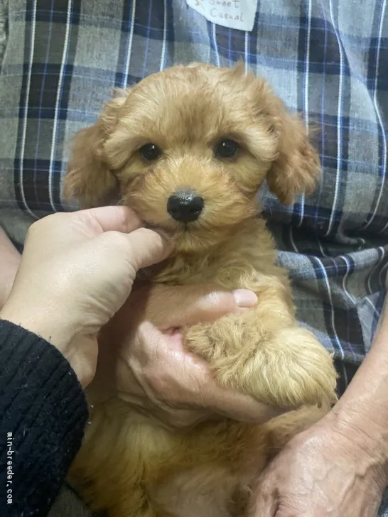 ID：2105-00600の子犬