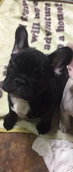 ID：1510-00945の子犬